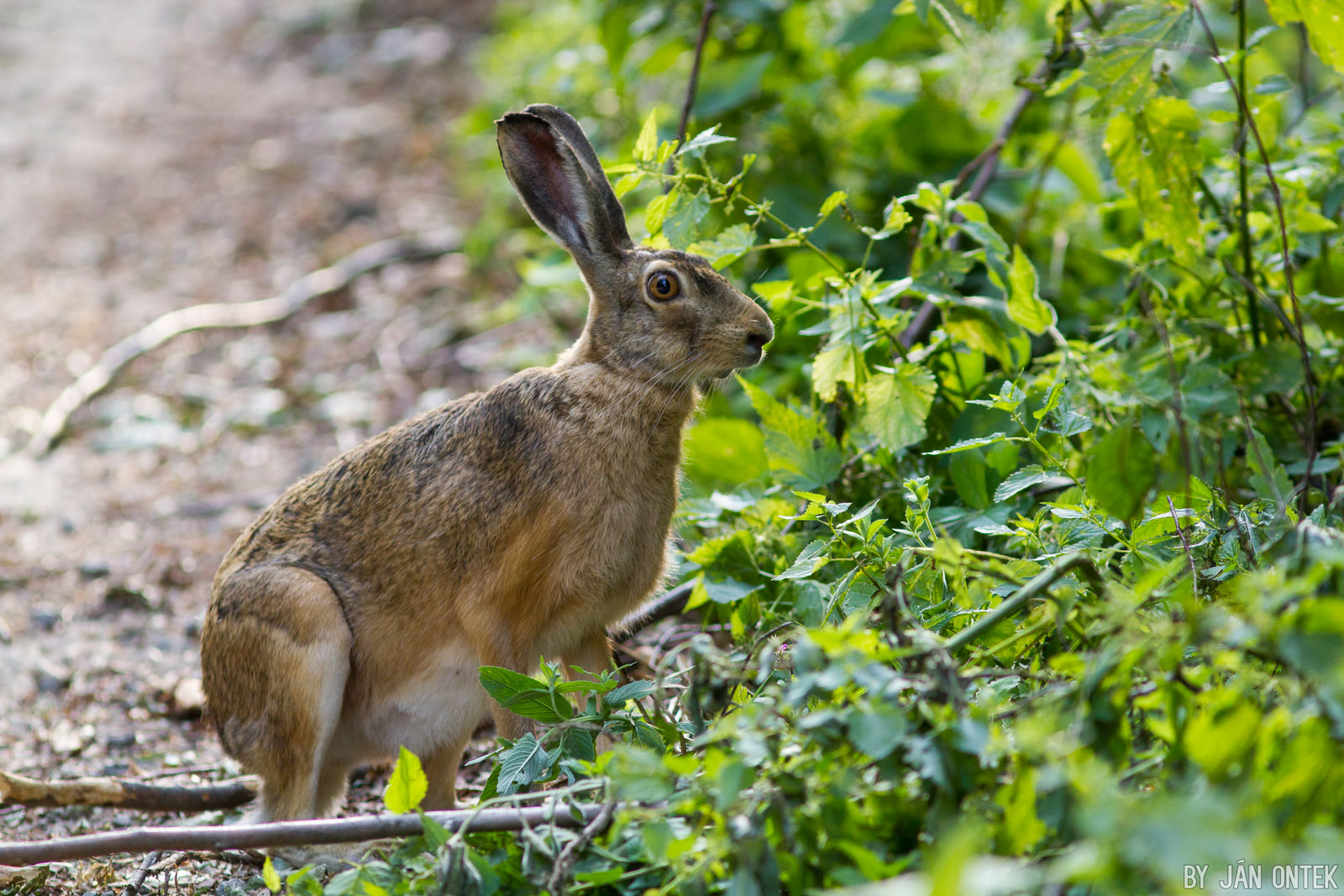 Zajac poľný (Lepus europaeus)