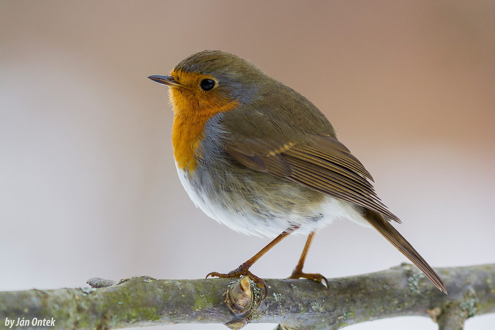 Červienka obyčajná (Erithacus rubecula)