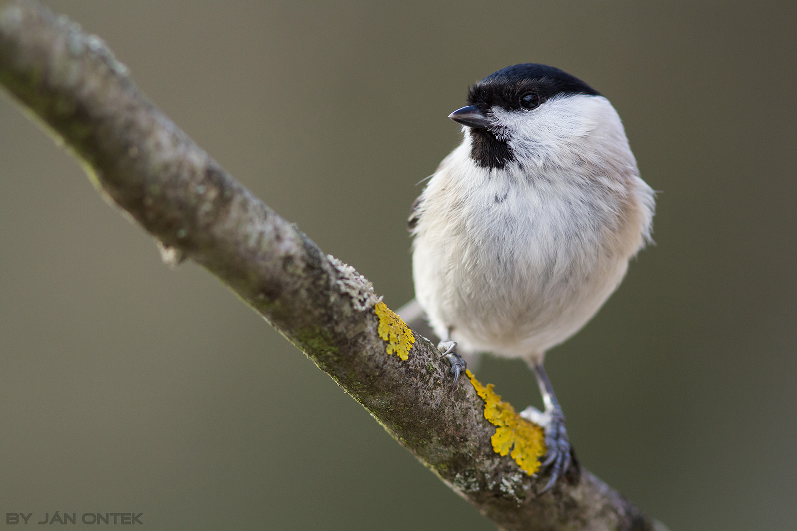 Sýkorka uhliarka (Periparus ater)